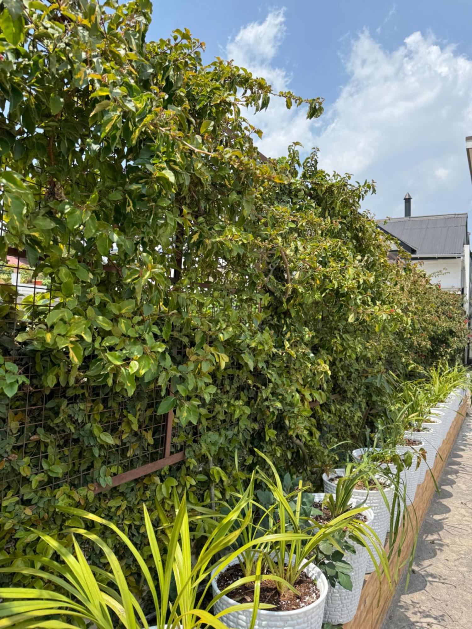 Fratelli Guest House Shillong Extérieur photo